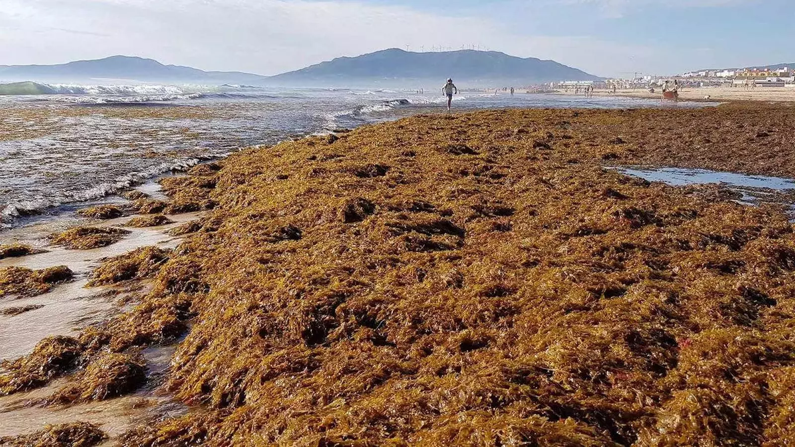 Acumulación de alga invasora en Tarifa